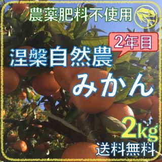 涅槃自然農みかん10kg 2年目 農薬肥料不使用 自然農法 海乃蛙自然農園