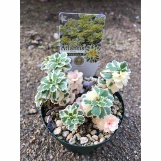 【名札付】多年草 白色多め セダム アトランティス 多肉植物(その他)