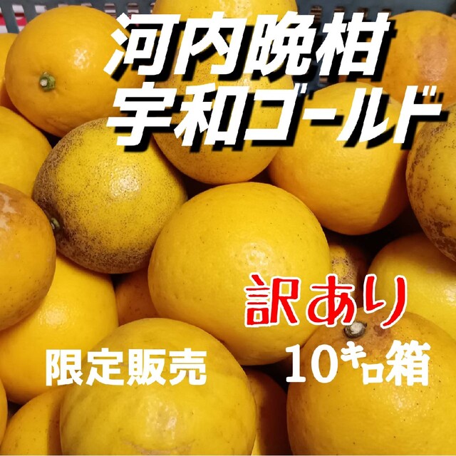 【限定販売】愛媛県産☆河内晩柑 宇和ゴールド 訳あり10㌔箱☆ 食品/飲料/酒の食品(フルーツ)の商品写真