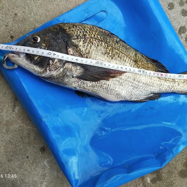 ヤビーポンプ　穴ジャコ　カメジャコ　スナモグリ　釣餌　潮干狩　うなぎ釣　黒鯛釣