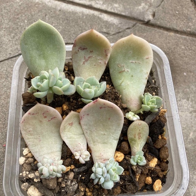 白牡丹多肉植物【葉挿し】 汗ばみ 白牡丹多肉植物【葉挿し】 汗ばみ