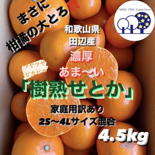 ①和歌山県田辺産 せとか オレンジ みかん 蜜柑 柑橘 訳あり4.5kg(フルーツ)