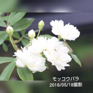 白いモッコウバラ　0417-6(その他)