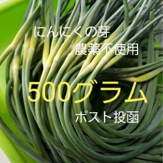 にんにくの花芽500g　ネコポスト　農薬不使用(野菜)