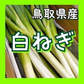 【鳥取県産】白ネギ 10kg ランダム 白ねぎ 長ねぎ 葱 ランダムサイズ(野菜)