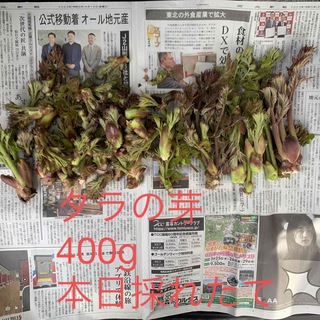 タラの芽　400g(野菜)