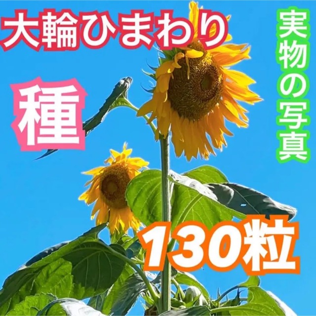 大輪ひまわり ひまわりの種 130粒以上 向日葵 ヒマワリ 種 たね タネ ハンドメイドのフラワー/ガーデン(その他)の商品写真