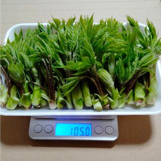 コシアブラ　１００グラム　規格外(野菜)