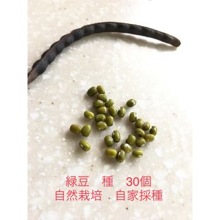 緑豆　種　３０個　もやし　 (その他)