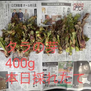 400g タラの芽　4月18日採れたて(野菜)