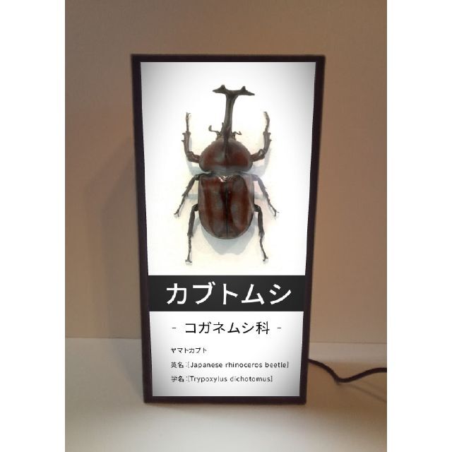 カブトムシ コガネムシ 甲虫 図鑑 生物 理科 看板 置物 雑貨 ライトBOX