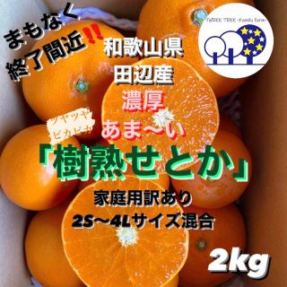 ③和歌山県田辺産  せとか オレンジ みかん 蜜柑 柑橘 訳あり2kg(フルーツ)