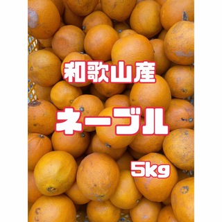 ⭐︎和歌山産⭐︎ ネーブル 5kg 訳あり　ネーブルオレンジ　柑橘(フルーツ)