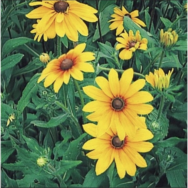 ルドベキア　マーマレード　種子 ハンドメイドのフラワー/ガーデン(その他)の商品写真