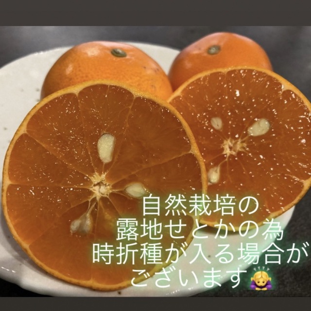 ④和歌山県田辺産 せとか オレンジ みかん 蜜柑 柑橘 訳あり4.5kg 食品/飲料/酒の食品(フルーツ)の商品写真