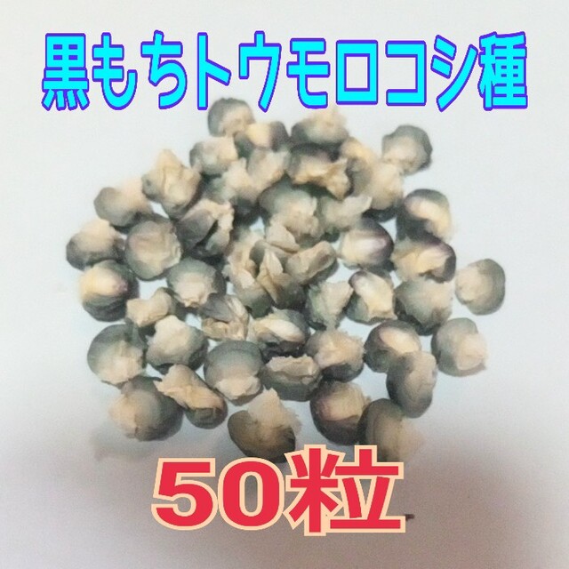 黒もちトウモロコシ種 50粒　あと１つで売切れ 食品/飲料/酒の食品(野菜)の商品写真