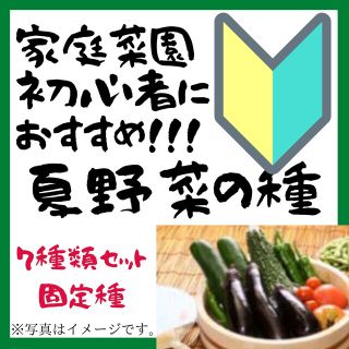 夏　野菜の種　種子　家庭菜園　初心者におすすめ　固定種【2023年-2】(野菜)