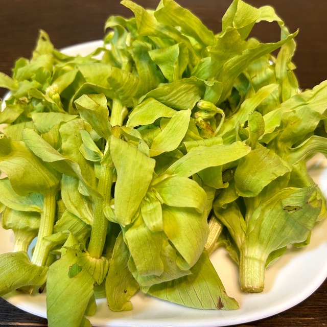 数量限定　もうすぐ終売！新潟県　魚沼産　ふきのとう 茎　山菜　新鮮採りたて 食品/飲料/酒の食品(野菜)の商品写真