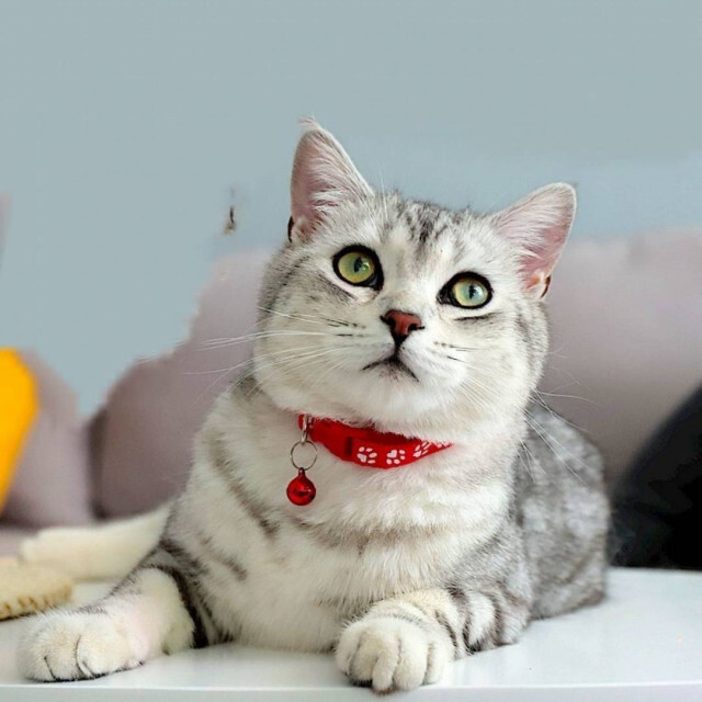 猫の首輪　ネコ首輪　鈴付き　小型犬　ネコ　ペット　長さ調整　肉球　ピンク その他のペット用品(猫)の商品写真