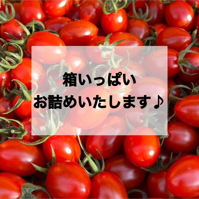 ソラリーノ　1kg　栃木県産　農園直送　プリッとコクうま　ミニトマト　 食品/飲料/酒の食品(野菜)の商品写真