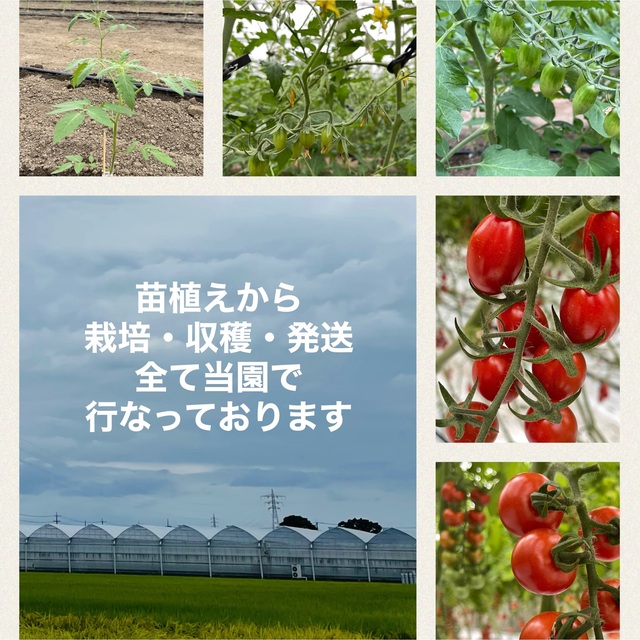 ソラリーノ　1kg　栃木県産　農園直送　プリッとコクうま　ミニトマト　 食品/飲料/酒の食品(野菜)の商品写真