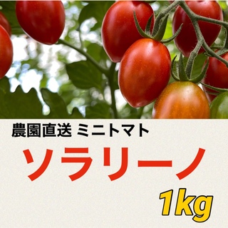 ソラリーノ　1kg　栃木県産　農園直送　プリッとコクうま　ミニトマト　(野菜)