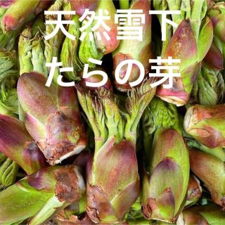 天然タラの芽 300g 天然たらの芽 タラの芽 たらの芽 タラノメ たらのめ(野菜)