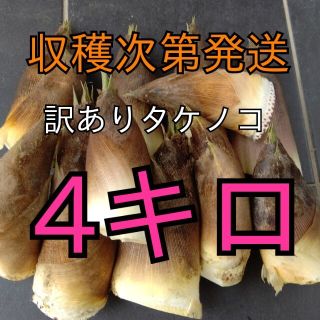 タケノコ 竹の子 たけのこ 筍 訳あり  4キロ 無農薬(野菜)