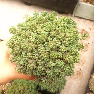 もりっもり☆パープルヘイズ　抜き苗　多肉植物(その他)