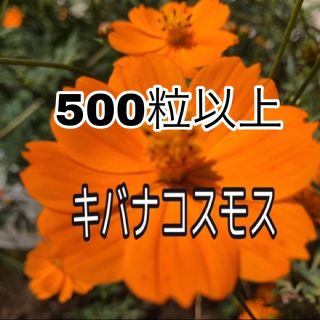 蒔きどき！〜増量中〜キバナコスモス　種　500粒以上(その他)