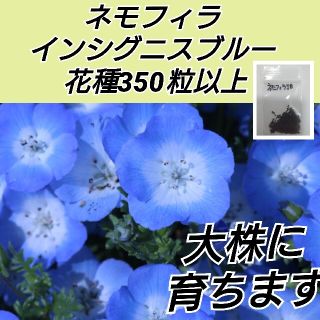 ネモフィラ インシグニスブルー 花種350粒以上(プランター)