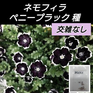 ネモフィラ ペニーブラック 花種20粒(プランター)