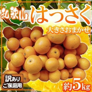 和歌山県産　はっさく　おおきさおまかせ　5キロ　訳ありご家庭用(フルーツ)