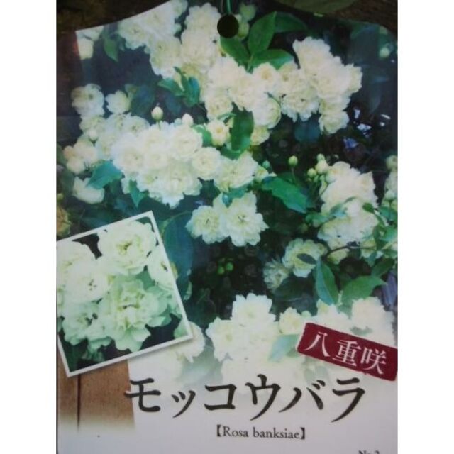 モッコウバラ　薔薇　白・ホワイト　苗　花卉園芸　観葉植物　ばら