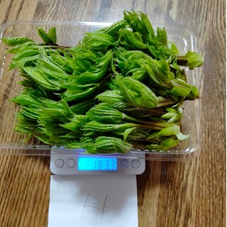 コシアブラ　１８０グラム(野菜)