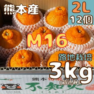 不知火 優良品 M16 2L3kg(デコポン)(フルーツ)