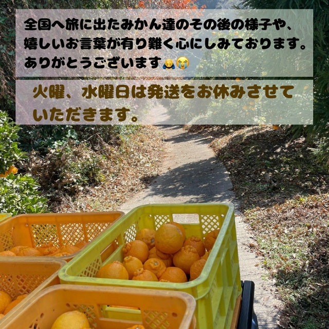 M16　不知火　by　ばぁば農園｜ラクマ　優良品　3L3kg(デコポン)の通販