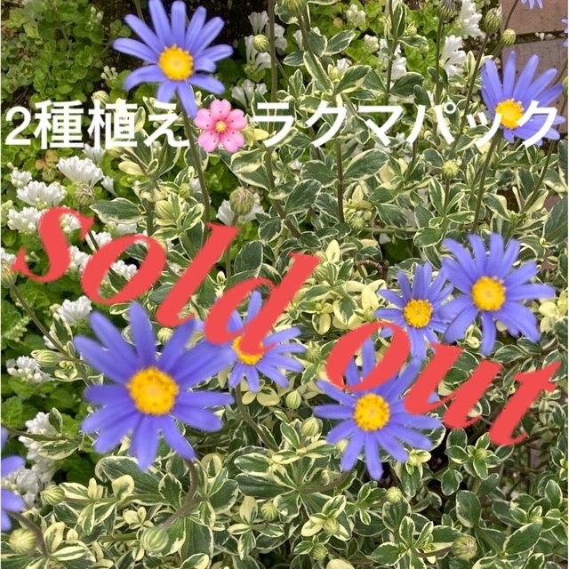 ????sold out????《斑入りブルーデージー苗♡タツナミソウ苗　白》ラクマパックフラワー/ガーデン