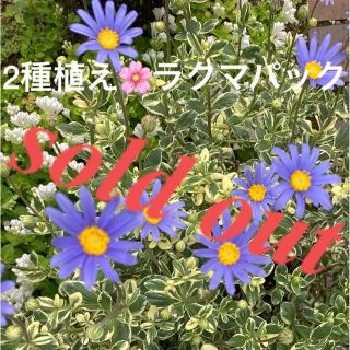 🌸sold out🌸《斑入りブルーデージー苗♡タツナミソウ苗　白》ラクマパック(その他)