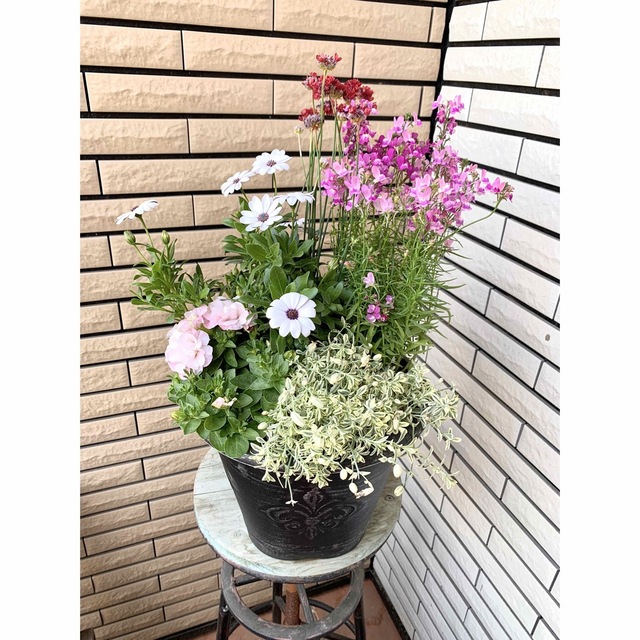 ホイップマカロンペチュニアとアルメリアバレリーナレッドの寄せ植え♪寄せ植え