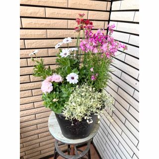 ホイップマカロンペチュニアとアルメリアバレリーナレッドの寄せ植え♪(プランター)