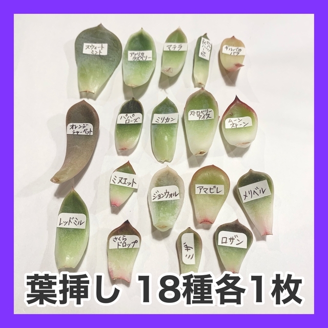 多肉植物 韓国苗 葉挿し18枚セット ハンドメイドのフラワー/ガーデン(その他)の商品写真