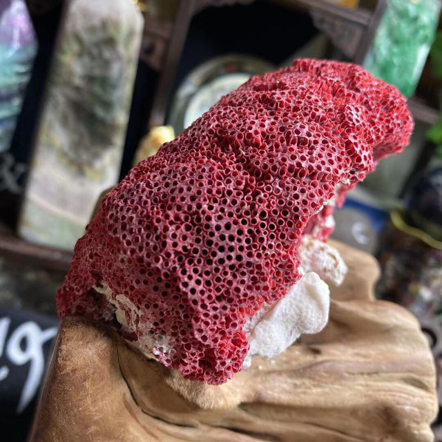 極希少 天然 管状小笠原赤珊瑚 レッド 原石 共生雲母美結晶 鉱物標本 珍しい