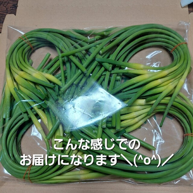 にんにくの花芽500g　ネコポスト 食品/飲料/酒の食品(野菜)の商品写真