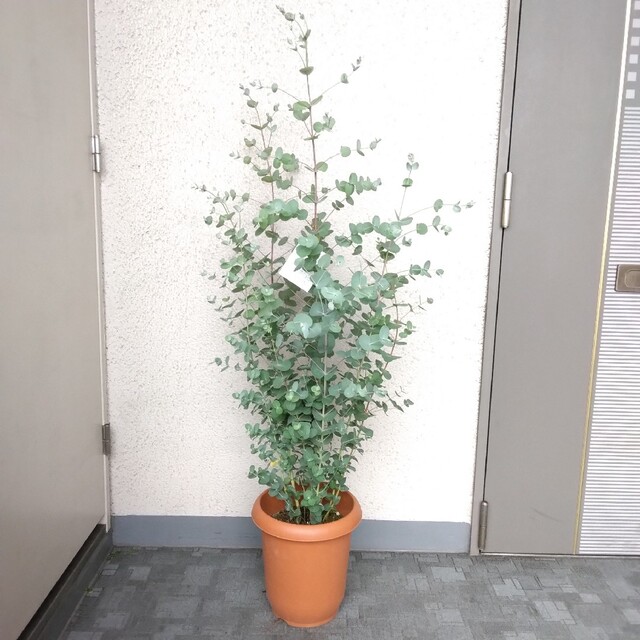 ユーカリ・グニー‼️ハーブ！大株観葉植物 ボリューム ！樹形綺麗！高さ130 の通販 by モス's shop｜ラクマ