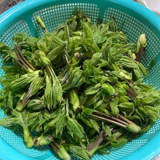 さつき様　専用　コシアブラ(野菜)