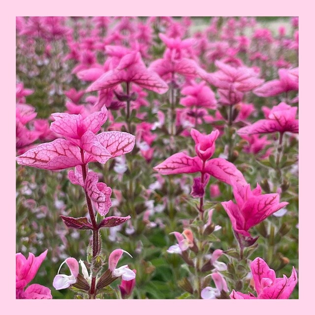 育て方付き❀ドライフラワーやお茶クッキングにもお花の美しいハーブセット*花の種 ハンドメイドのフラワー/ガーデン(その他)の商品写真