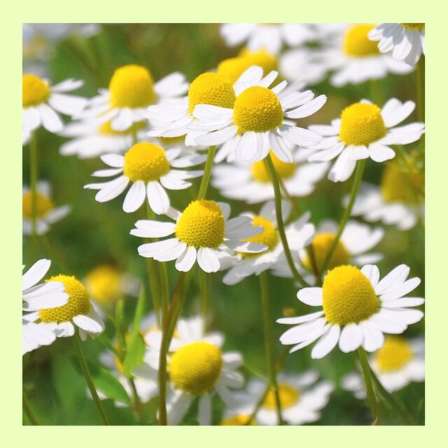 育て方付き❀ドライフラワーやお茶クッキングにもお花の美しいハーブセット*花の種 ハンドメイドのフラワー/ガーデン(その他)の商品写真