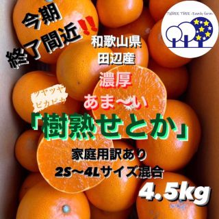 ⑤和歌山県田辺産 せとか オレンジ みかん 蜜柑 柑橘 訳あり4.5kg(フルーツ)