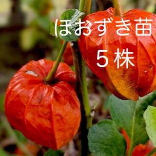 ほおずき苗　鬼灯　抜き苗5本セット(プランター)